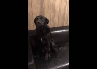 Este perro tiene la mejor reacción posible cuando le echan la bronca