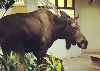 Un alce se cuela en un hospital de Alaska, porque es Alaska