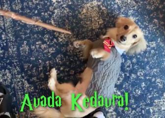 El divertido entrenamiento de un perro que obedece a los hechizos de Harry Potter
