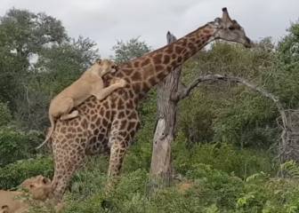 Filman el impresionante ataque de un grupo de leones a una jirafa