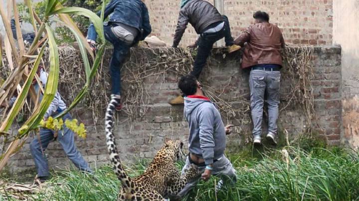 Un leopardo aparece en una ciudad india sorprendiendo a sus habitantes