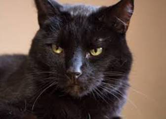 Nueva ilusión óptica donde puedes ver un gato a través de las líneas blancas y negras.