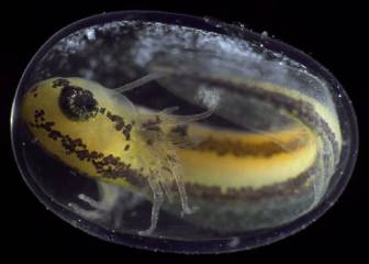 De célula a organismo: el impactante vídeo sobre el devenir de un anfibio