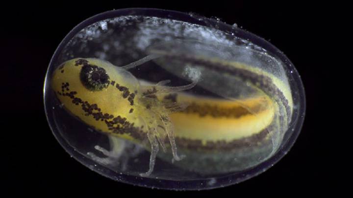 De célula a organismo: el impactante vídeo sobre el devenir de un anfibio