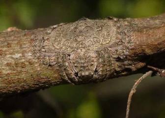 ¿Ves el animal camuflado en el tronco? Las redes están aterrorizadas