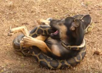 Una serpiente pitón intentando estrangular a un perro.