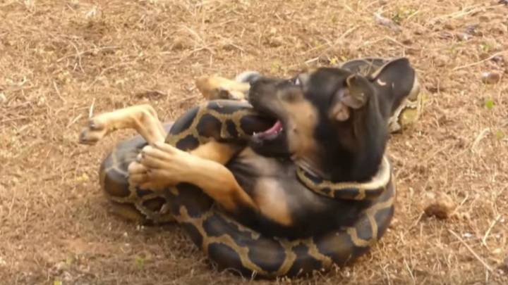 Una serpiente pitón intentando estrangular a un perro.