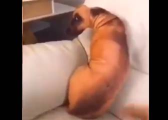 ¿Ves un perro? Este efecto óptico está escandalizando a Internet