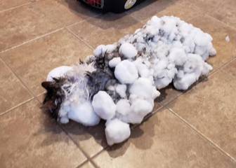 Gato congelado debido a las bajas temperaturas en Estados Unidos.