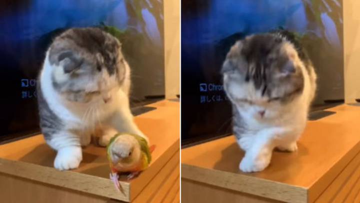 Un gato es molestado por un loro mientras intenta dormir.