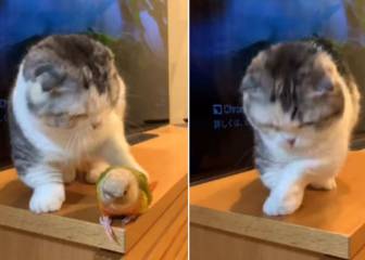 La peculiar reacción de un gato al no poder dormir por culpa de un loro