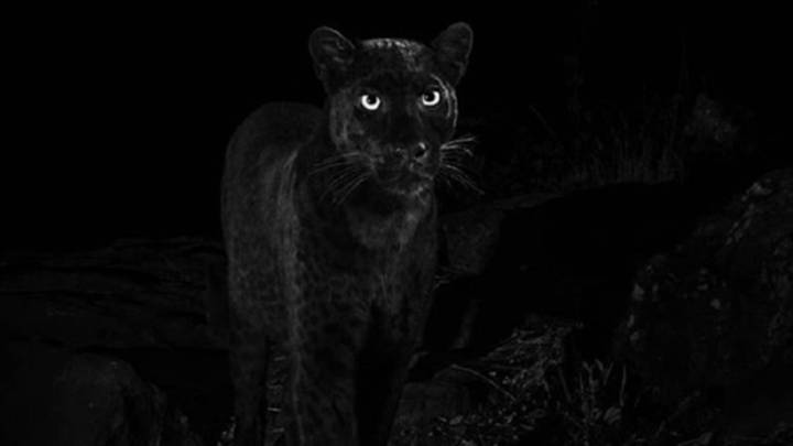 Fotografían un leopardo negro por primera vez en 100 años