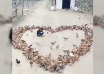 Este joven declara su amor con la ayuda de... muchísimas gallinas