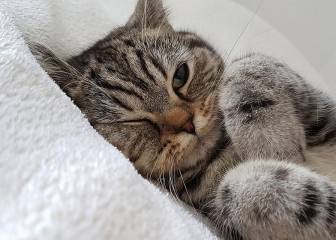 El curioso lugar donde duerme este gato