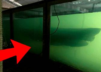 Encuentran un tiburón muerto en un parque acuático abandonado