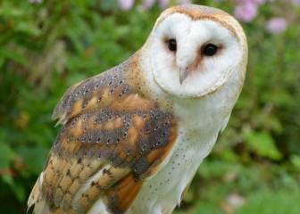 Nuevo reto visual: ¿Eres capaz de ver la lechuza?