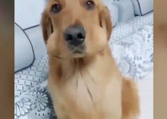 Este perro pillado "con las manos en la masa" por su dueño es de lo más gracioso
