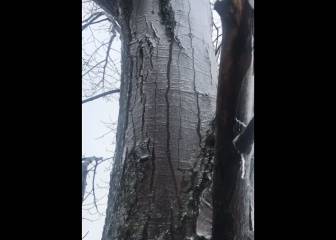 Un árbol derritiéndose por dentro: así afecta el cambio de temperatura en EEUU