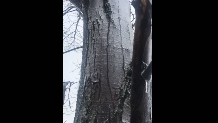 Un árbol derritiéndose por dentro: así afecta el cambio de temperatura en EEUU