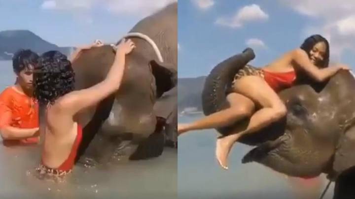 ¡Insólito final! Una mujer posa con un elefante y todo termina mal