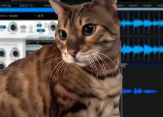 Los maullidos autotuneados de este gato están revolucionando las redes