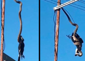 Serpiente pitón mata un pájaro que estaba en un poste de luz