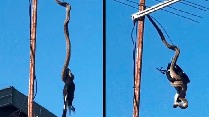 Serpiente pitón mata un pájaro que estaba en un poste de luz