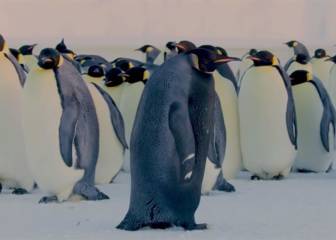 Así es el pingüino más raro del mundo