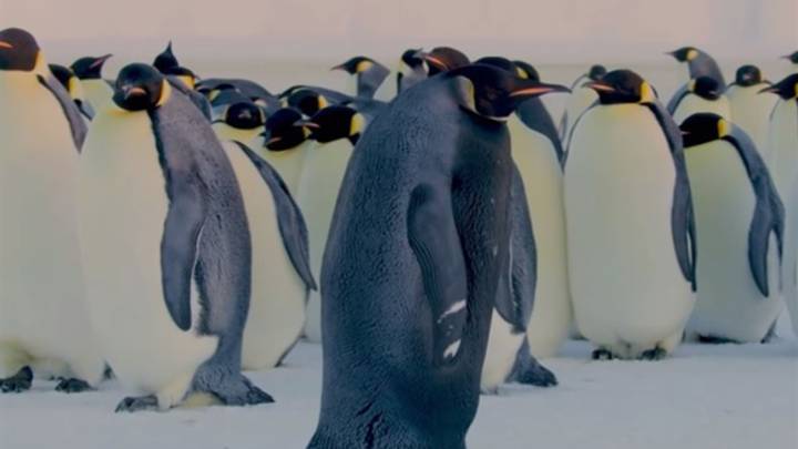 Así es el pingüino más raro del mundo