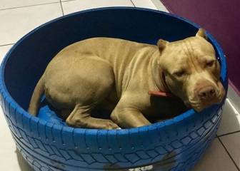 Un artista brasileño convierte neumáticos viejos en camas para mascotas sin hogar