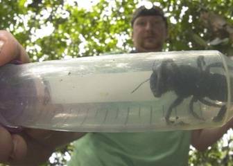 Encuentran a la abeja más grande del mundo que se daba por extinguida