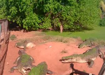 ¡Terrible! Cocodrilo muerto de hambre le arranca la pata a otro reptil