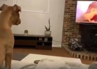 La emotiva reacción de un perro al ver ‘El Rey León’