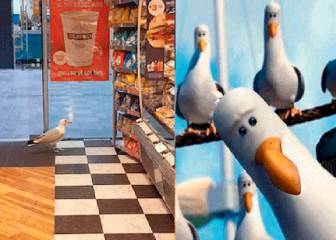 Una gaviota es grabada mientras roba en una tienda
