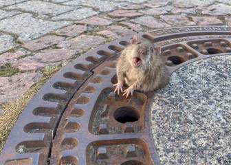 Una rata enorme atrapada en una alcantarilla y bomberos para un rescate muy peculiar