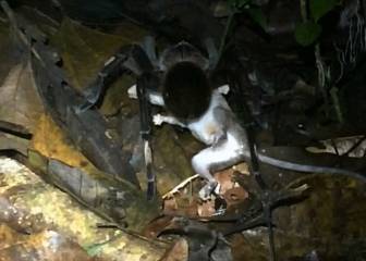 Consiguen grabar por primera vez a una tarántula cazando a una zarigüeya