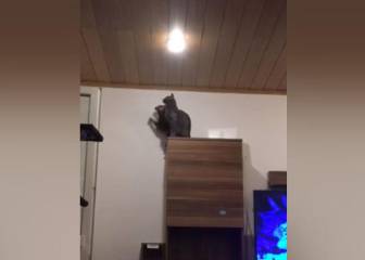 Un gato intenta atrapar una mosca y protagoniza una dura caída