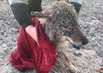 Rescatan a un ‘perro’ de un lago helado y descubren que es un lobo