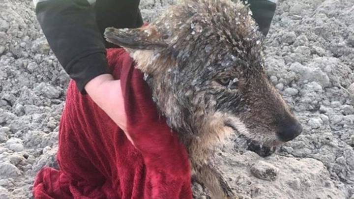 Rescatan a un ‘perro’ de un lago helado y descubren que es un lobo