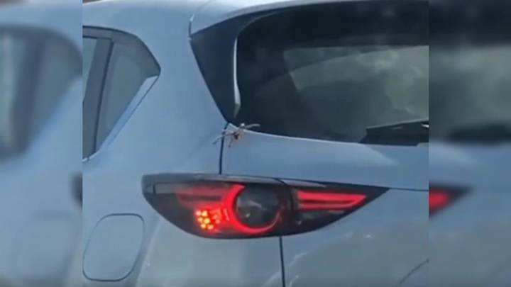 Una ara?a se cuela en un coche y siembra el terror en las redes