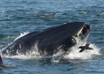 ¡Increíble! Una ballena se traga un buzo y luego lo ‘escupe’