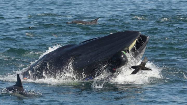 ¡Increíble! Una ballena se traga un buzo y luego lo ‘escupe’