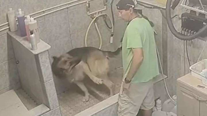 Un peluquero canino es detenido por romperle la cola a un perro