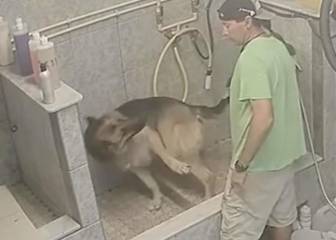 Un peluquero canino es detenido por romperle la cola a un perro