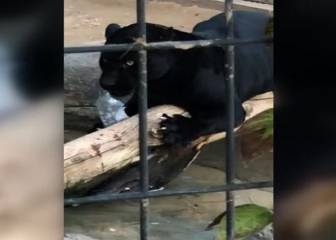 Una mujer es atacada por un jaguar tras intentar hacerse un selfie con él