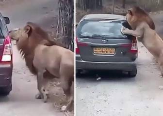 Terror en un safari: león se abalanza sobre el coche de unos turistas