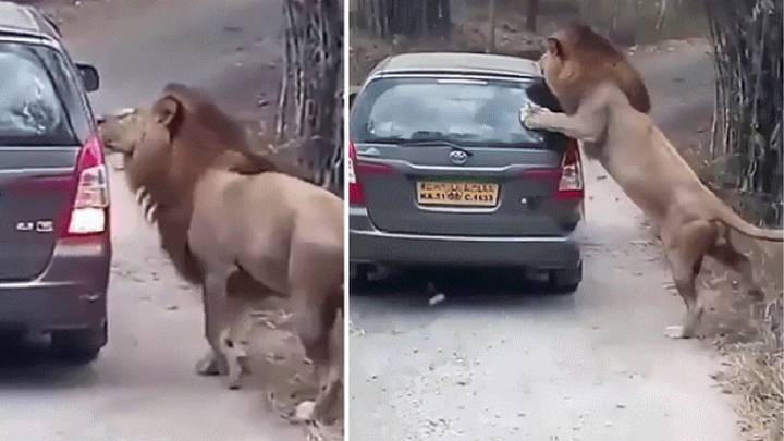 Terror en un safari: león se abalanza sobre el coche de unos turistas