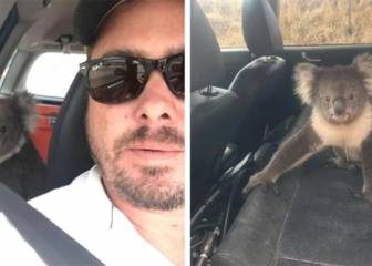 Un koala se ‘cuela’ en un coche para disfrutar del aire acondicionado
