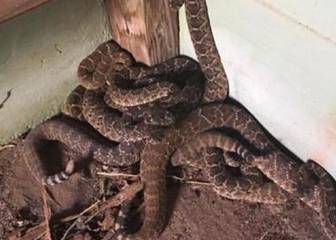 Un hombre descubre 45 serpientes de cascabel debajo de su casa
