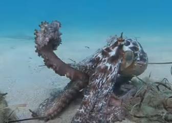 El alucinante cambio de color de un pulpo al encontrarse con un submarinista